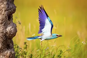 Taking Off Prints: European roller (Coracias garrulus) taking flight from nest hole in tree trunk