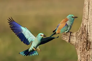 Coracias Prints: European rollers (Coracias garrulus) pair