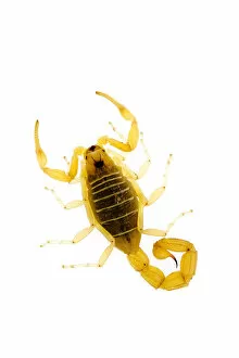 Arachnids Gallery: European scorpion {Buthus occitanus} Spain
