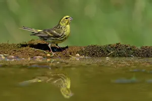 Carduelinae Prints: European serin (Serinus serinus) perched at water's edge, Navarre, Spain. June