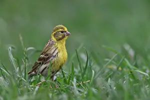 Carduelinae Prints: European serin (Serinus serinus) portrait, Navarre, Spain. June