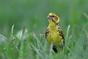 Carduelinae Prints: European serin (Serinus serinus) portrait, Navarre, Spain. June