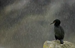 Cormorant Prints: European shag (Gulosus aristotelis) perched on a rock in heavy rain