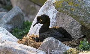 Cormorant Prints: European shag (Phalacrocorax aristotelis) on nest with chick