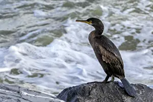 Cormorant Prints: European shag (Phalacrocorax aristotelis) perched on rock along the North Sea coast