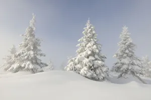 European Silver firs (Abies alba / pectinata) on Hauts Fourneaux, Ballon des Vosges Nature Park