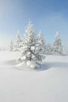 Conifers Prints: European Silver firs (Abies alba / pectinata) on Hauts Fourneaux