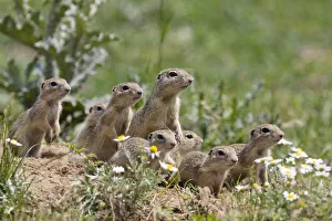 Images Dated 16th June 2008: European souslik family {Spermophilus citellus} East Slovakia, 2008. WWE Mission