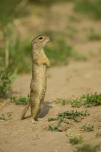 Ground Squirrels Prints: European souslik / ground squirrel (Spermophilus citellus) standing up, Bulgaria