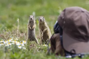 Images Dated 16th June 2008: European souslik (Spermophilus citellus) in front of camouflaged camera, Slovakia