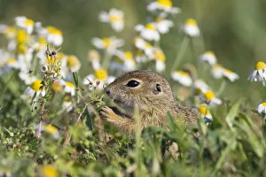 Images Dated 16th June 2008: European souslik (Spermophilus citellus) feeding on Geraniums, Slovakia, Europe