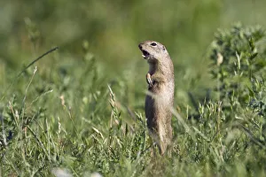 Images Dated 16th June 2008: European souslik (Spermophilus citellus) calling, Slovakia, Europe, June 2008