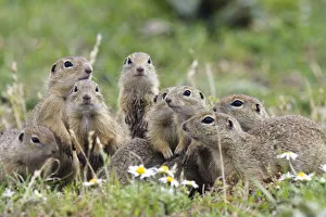Images Dated 16th June 2008: European souslik (Spermophilus citellus) family, Slovakia, Europe, June 2008