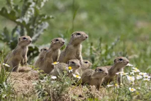 Images Dated 16th June 2008: European souslik (Spermophilus citellus) family, East Slovakia, Europe, June 2008