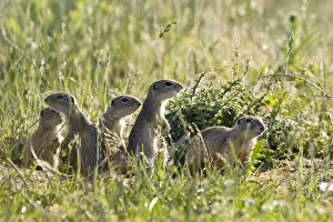 Images Dated 16th June 2008: European souslik (Spermophilus citellus) family, Slovakia, Europe, June 2008