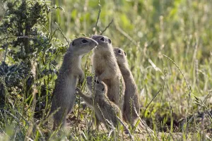 Images Dated 16th June 2008: European souslik (Spermophilus citellus) family, Slovakia, Europe, June 2008