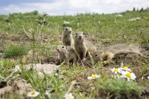 Images Dated 16th June 2008: European souslik (Spermophilus citellus) family, Slovakia, June 2008