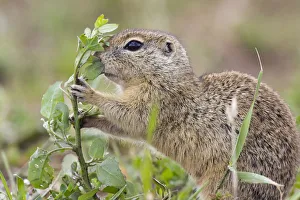 Images Dated 16th June 2008: European souslik (Spermophilus citellus) feeding, Slovakia, June 2008
