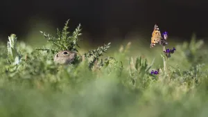 Butterflies Prints: European souslik (Spermophilus citellus) watching Painted lady butterfly (Cynthia cardui) Slovakia