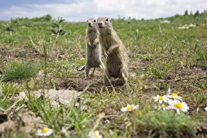 Images Dated 16th June 2008: Two European sousliks (Spermophilus citellus) standing alert, Slovakia, June 2008