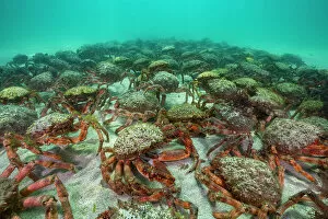 Large Group Gallery: European Spider crab aggregation (Maja squinado) St.Ives, Cornwall. August