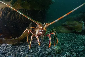 Spiny Lobster Prints: European spiny lobster (Palinurus elephas) on the seabed