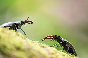 Rhinotia Prints: Two European stag beetle (Lucanus cervus) males in a confrontation during the breeding season
