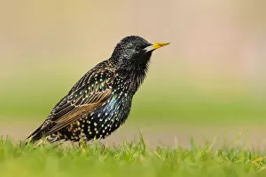 2020 September Highlights Collection: European starling (Sturnus vulgaris) singing perched on the grass