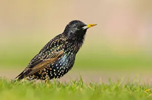 European starling (Sturnus vulgaris) singing perched on the grass