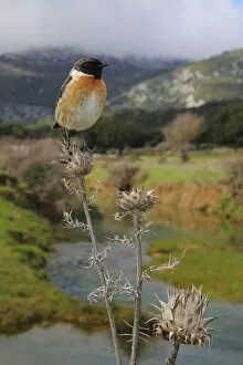 European stonechat (Saxicola rubicola) male perched with mountainous habitat behind