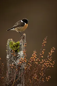 Collared Bush Chat Prints: European stonechat (Saxicola rubicola) male