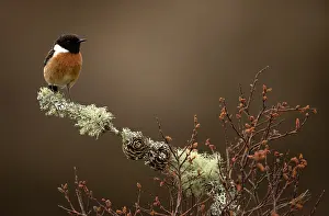 Collared Bush Chat Prints: European stonechat (Saxicola rubicola) male