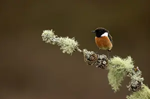 Collared Bush Chat Prints: European stonechat (Saxicola rubicola) male