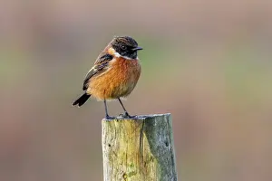 Collared Bush Chat Prints: European stonechat (Saxicola rubicola) male