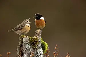 Collared Bush Chat Prints: European stonechat (Saxicola rubicola) male and juvenile perched on a tree stump