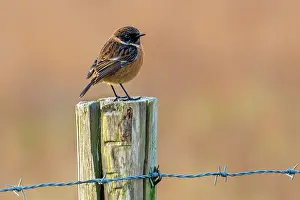 Collared Bush Chat Prints: European stonechat (Saxicola rubicola) male perched on fence post along meadow