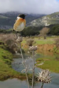 Collared Bush Chat Prints: European stonechat (Saxicola rubicola) male perched with mountainous habitat behind