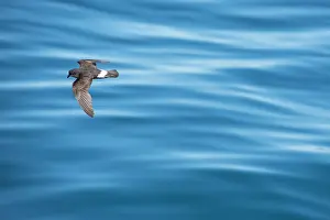 Portugal Prints: European storm-petrel (Hydrobates pelagicus) in flight over calm sea