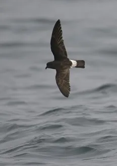 Petrels Prints: European storm-petrel (Hydrobates pelagicus) in flight over Irish sea off Pembrokeshire coast
