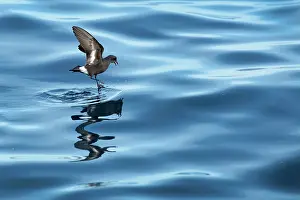 Water Surface Prints: European storm-petrel (Hydrobates pelagicus) landing on calm sea, Portugal, Atlantic Ocean