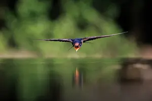 European swallow (Hirundo rustica) flying low over water to drink, Hungary. June