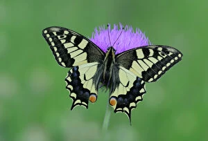 Insect Gallery: European swallowtail butterfly (Papilio machaon gorganus) on flower, Mercantour National Park
