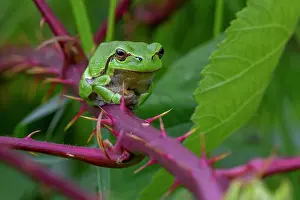 Hylidae Prints: European tree frog (Hyla arborea) basking on prickly stem of bramble bush in summer showing green camouflage colour
