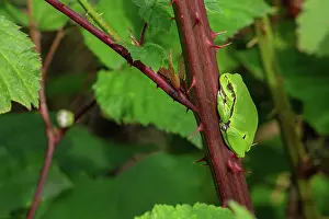 Amphibia Prints: European tree frog (Hyla arborea) sunning on prickly stem of bramble bush, Belgium. June