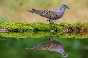 Streptopelia Prints: European turtle dove (Streptopelia turtur) coming to drink. Hungary. July