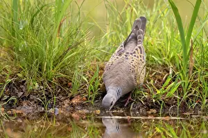 Pigeon Prints: European turtle dove (Streptopelia turtur) drinking from pond, Aude, France. June