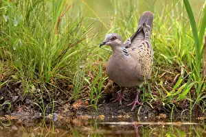 Pigeon Prints: European turtle dove (Streptopelia turtur) standing at edge of pond, Aude, France. June