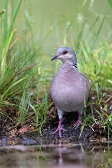 Pigeon Prints: European turtle dove (Streptopelia turtur) standing at edge of pond, Aude, France. June