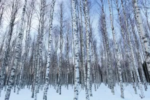 Andres M Dominguez Gallery: European white birch (Betula pubescens) woodland in winter, Spain, March 2016