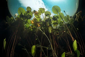 European white waterlilies (Nymphaea alba) viewed from underwater in a tributary of Danube Delta